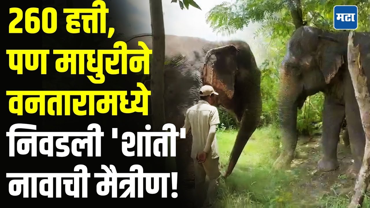 Mahadevi Elephant Health Care: वनतारामधली नवी मैत्रीण, माधुरीचं आरोग्य असं राखलं जातंय