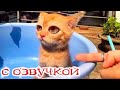 Приколы с котами! Самая смешная ОЗВУЧКА животных! Тест на психику!