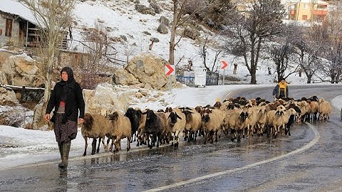 Toros Dağlarında kar yağışının başlamasıyla Yörükler sahil kesimine göçe başladı