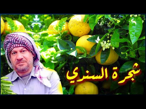 فيديو: استخدامات تفاح بولا الأحمر: كيفية زراعة شجرة تفاح حمراء بولا