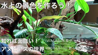 アヌビアスを使いこなそう！各品種ごとの解説と使い方・小型水槽への石の選び方・配置ワンポイント解説　2020年1月10日新入荷情報  水草水槽のノウハウ