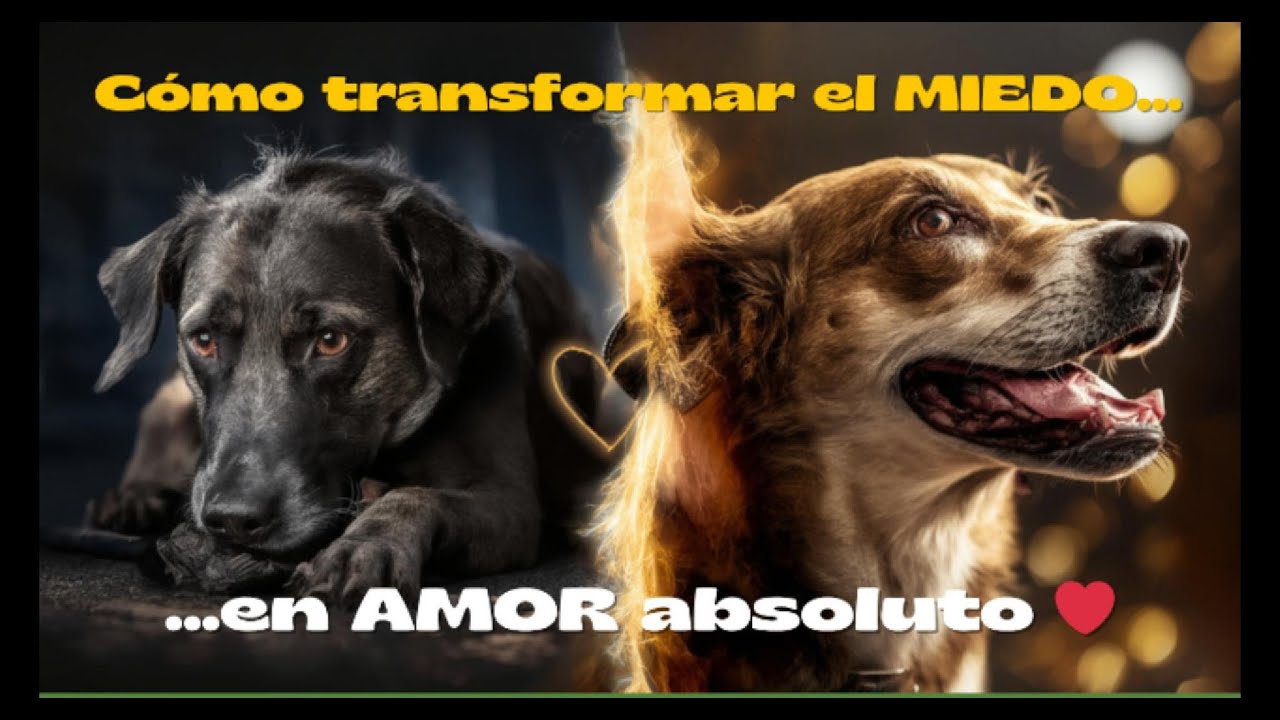 Cómo transformar el MIEDO de un perro maltratado en AMOR absoluto