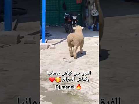 الفرق بين كباش رومانيا وكباش الجزائر