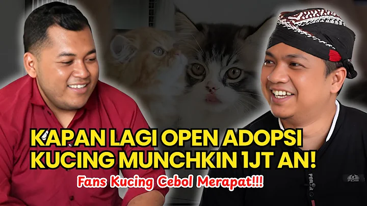 Video 10376241: cute munchkin kitten, munchkin cat, adopt munchkin, healthy kittens, adorable cats