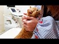 注射頑張ったよ~と鳴きながらしがみついて来る子猫