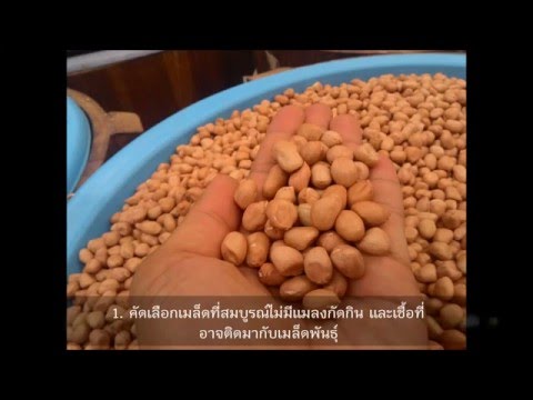 การปลูกถั่วลิสงอินทรีย์