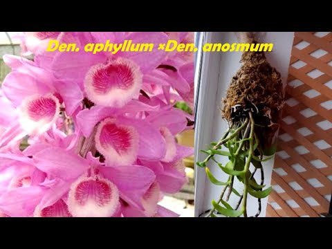 Video: Dendrobium асыл