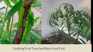 Grafting Fruit Tree And Bear Fruit Fast  ( Garden and home )