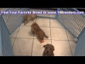 GoldenDoodle, Puppies, For, Sale, In, East Honolulu, Hawaii, HI, Makaha, Pukalani, Haiku Pauwela, Ma GoldenDoodle, Puppies, For, Sale, In, East Honolulu, Hawaii, HI, Makaha, Pukalani, Haiku Pauwela, Ma
