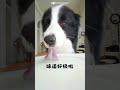 Let s peek at the puppy drinking milk together#Dji nano#Thumb camera#Everything Is Lovely