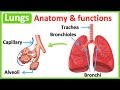 Lungs anatomy  function  easy science learning
