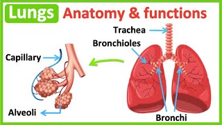 Lungs anatomy & function | Easy science learning video