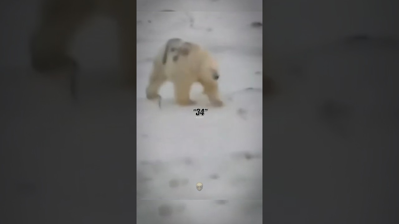 The Mysterious T-34 Polar Bear 😳🐻‍❄️ 