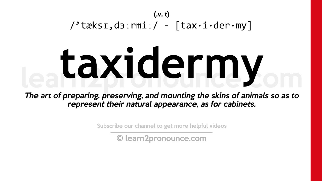 Pronunciation Of Taxidermy Definition Of Taxidermy Youtube