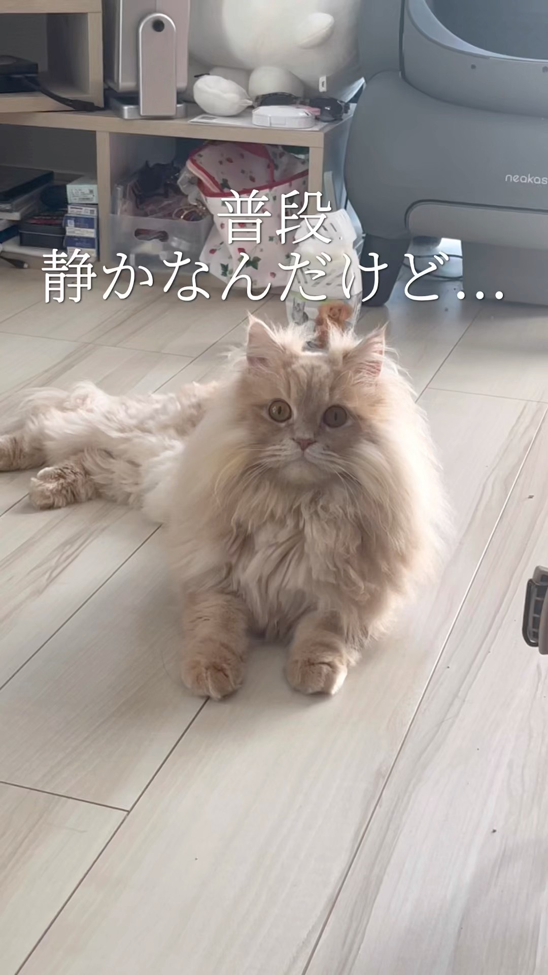 ネコ好きさんポイント無し　2000p使用 🐈🐾🐈🐾🐈🐾 麦散歩🐱🩵 午後になると若干風が涼しくなってきて