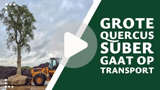 Download Lagu Enorme Quercus suber wordt klaargemaakt voor transport MP3