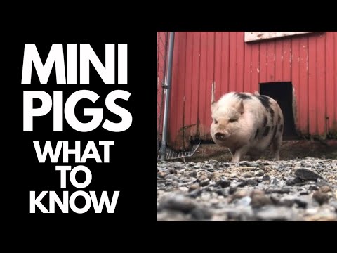 Mini Pot Bellied Pig - Things You Need To Know Before Buying A Micro Mini Pig