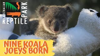 9 KOALA JOEYS BORN SINCE TRAGIC FIRES | Australian Reptile Park