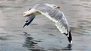 Watercolor of a seagull with reflection