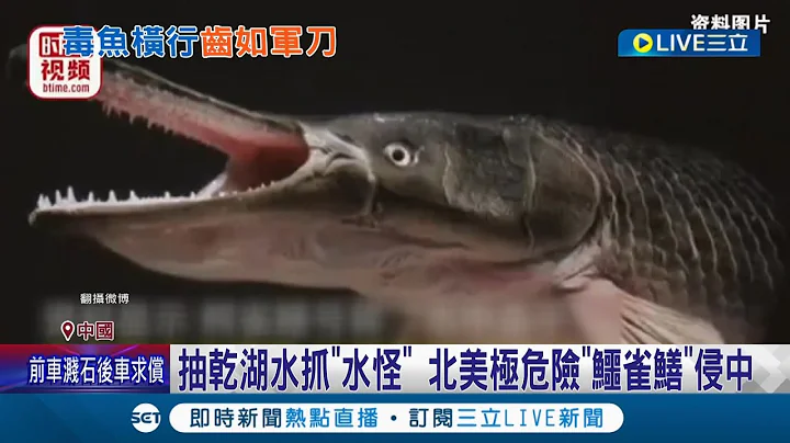 "湖中巨兽"出没中国！ "鳄雀鳝"生长速度惊人遭放养吃光本土鱼 咬伤民众破坏生态系｜记者 谢廷昊｜【国际大现场】20220825｜三立新闻台 - 天天要闻