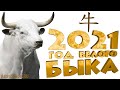 Год Быка 2021: китайский гороскоп на 2021 год Быка
