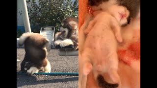 Cute Pets Video 💕 Sleeping Tiny 💕 Cute Animals Compilation 2019