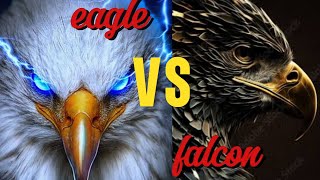 Falcon vs Eagle - The Ultimate Bird Battle