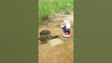 Creative DIY Bird Trap - Quail Trap #bird trap technique #shorts