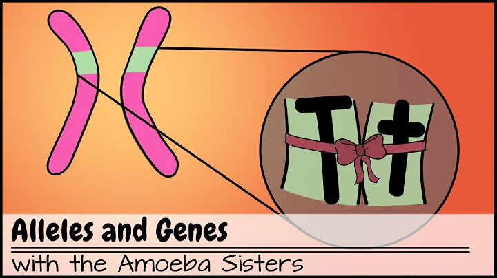 Alleles and Genes - DayDayNews