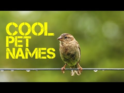 j-names-for-birds-female---youtube