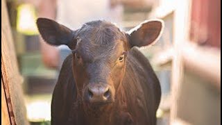 Weaning Calves off the cows