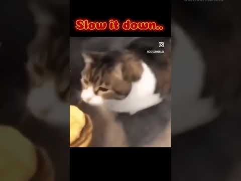 Original “Here kitty