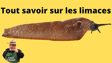 Comment un escargot devient une limace ?