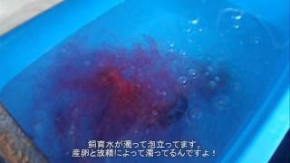 金魚の繫殖は難しい 繫殖させる為の準備から稚魚の育て方まで解説 暮らし の