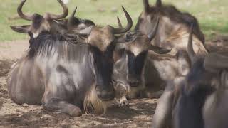 10 Fun Facts About Wildebeests!