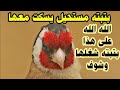 بتبته نار نار 🔥لتحفيز الذكور شغلها ودعيلي | بتبته حسون خلوي خرافيه 👍