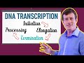 DNA Transcription Made EASY | Part 3: Termination