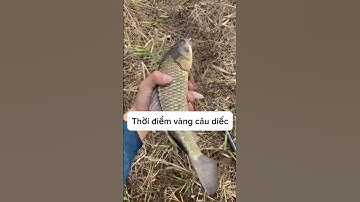 Thời điểm câu cá diếc mùa thu đông #fishing #cauca #xuhuongyoutube #carp #xuhuongyoutube #câucá