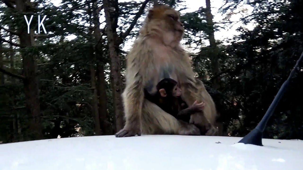 les singes de tikjda djurdjura algerie vidéo hd 1080p