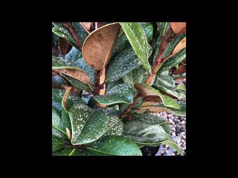 วีดีโอ: แมกโนเลียดอกใหญ่ (24 ภาพ): คำอธิบายของ Grandiflora, เติบโตที่บ้าน, การปลูกและการดูแล, การสืบพันธุ์