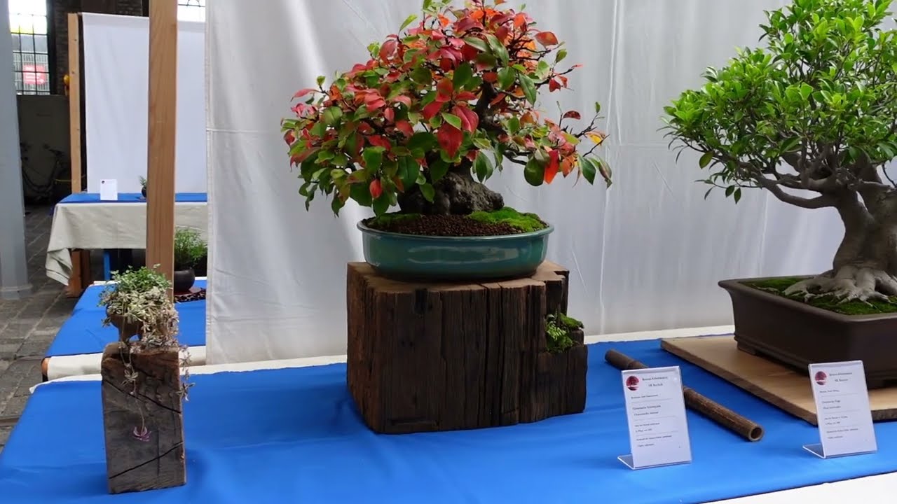 NRW Bonsai Tage 2024 / Mühlheim, Alte Dreherei