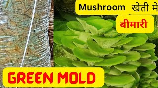 Green Mold In Mushroom Farming Mushroom Cultivation Training How To Grow Mushroom