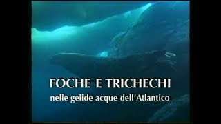 Foche e trichechi: nelle gelide acque dell’Atlantico