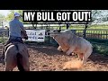 My bull jumped out youll never believe what he got out of
