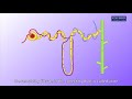 Animation e1 11 ultrafiltration and reabsorption