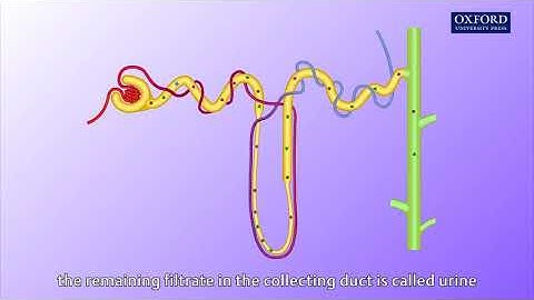 Animation E1, 1.1 Ultrafiltration and reabsorption