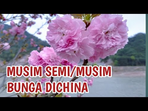 Video: Pusingan Cuti Musim Bunga Sierra • Halaman 4