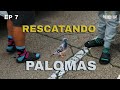 RESCATANDO PALOMAS (ay vale) | REDONDO &amp; RUIZ - ROAD TRIP USA EP #7