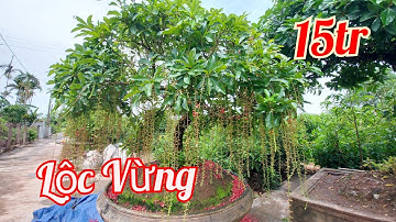 Lộc Vừng siêu Hoa, giá bình dân / Nhà vườn Cây Cảnh Phong Sơn 0918484837