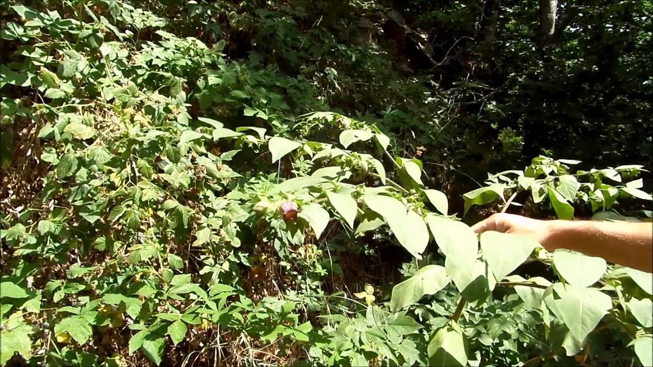 atropa bella donna προσοχη θανατηφορο βιντεο νο 6